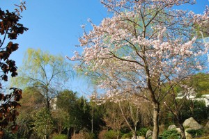 20140328桜情報　見ごろを迎えました！ (8)